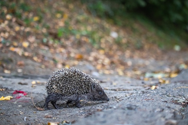 无论是对阵 无论是对阵